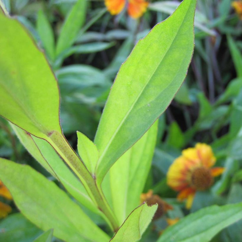 Sonnenbraut Sahin's Early Flowerer - Helenium (Laub)