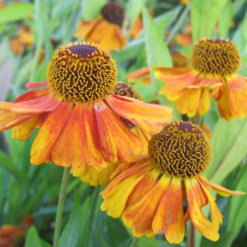 Sonnenbraut Sahin's Early Flowerer - Helenium (Blüte)