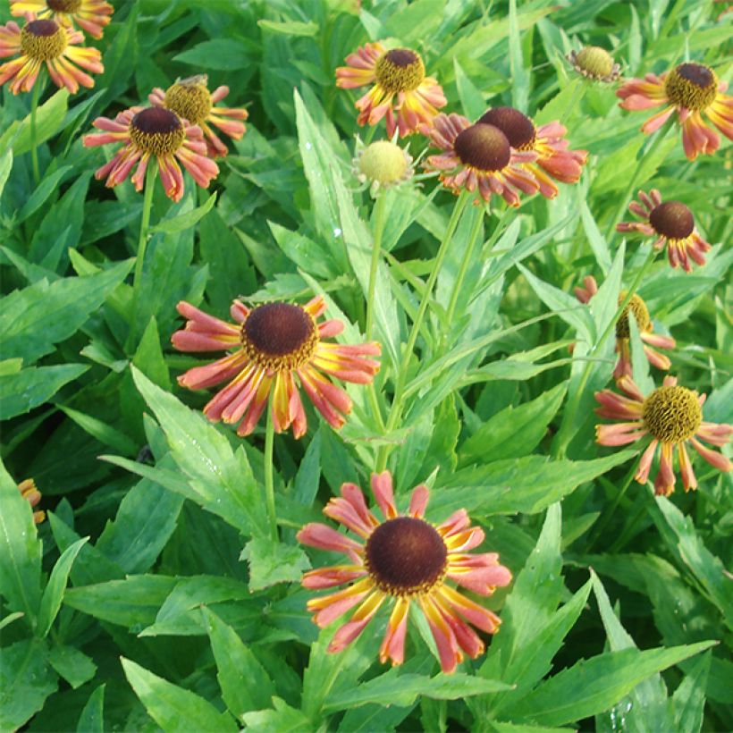 Sonnenbraut Tie Dye - Helenium (Blüte)