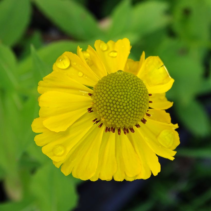 Sonnenbraut Tijuana Brass - Helenium (Blüte)