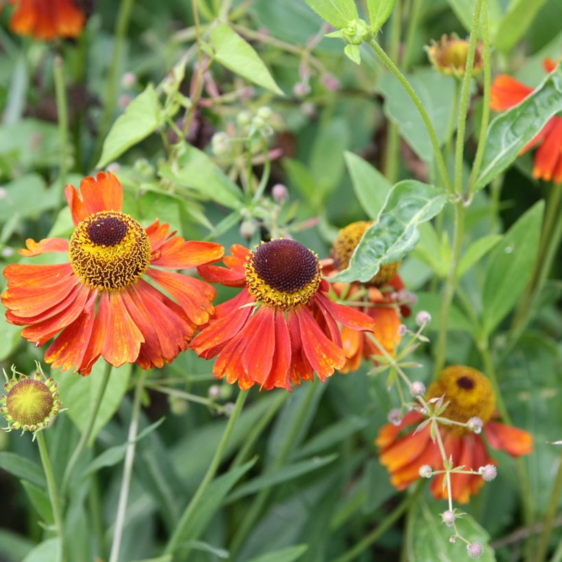 Sonnenbraut Waltraut - Helenium (Blüte)