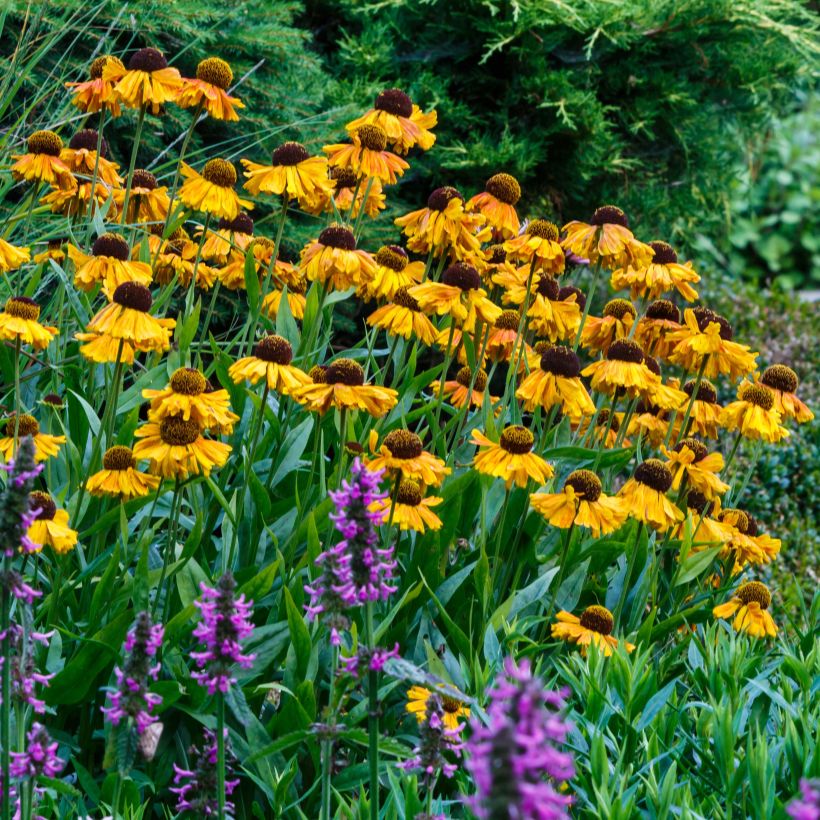 Sonnenbraut Windley - Helenium (Blüte)