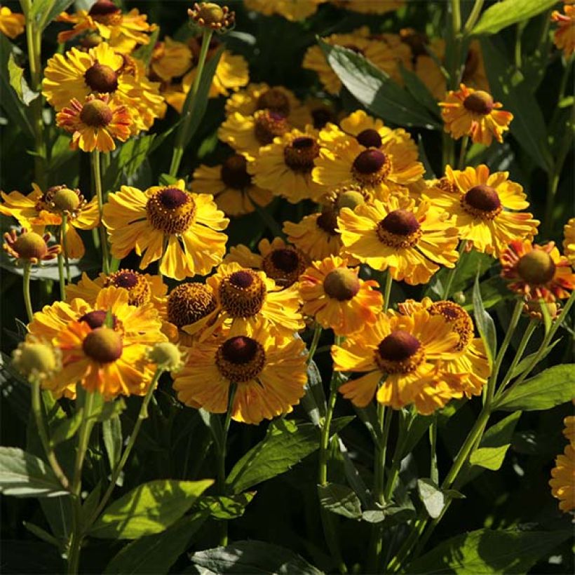 Sonnenbraut Zimbelstern - Helenium automnale (Blüte)