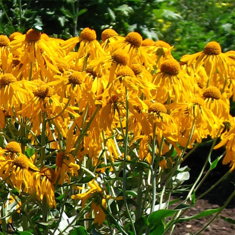 Hélénium hoopesii - Hoppes Sonnenbraut (Blüte)