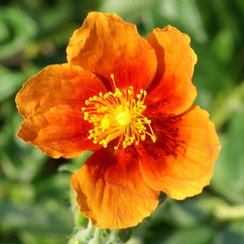 Sonnenröschen Ben Alder - Helianthemum (Blüte)