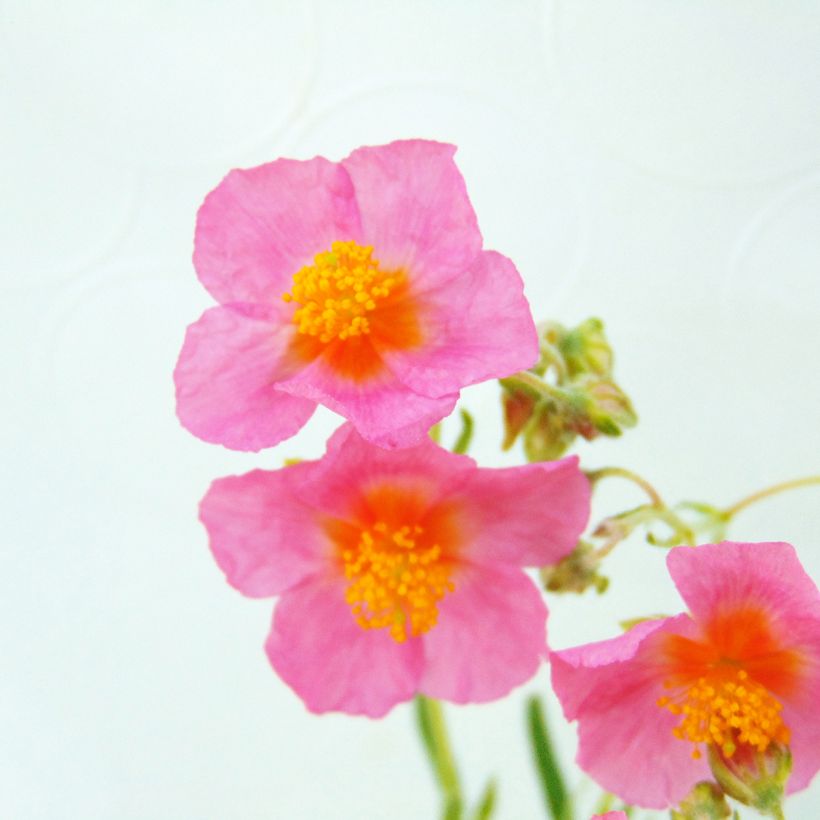 Sonnenröschen Lawrenson's Pink - Helianthemum (Blüte)