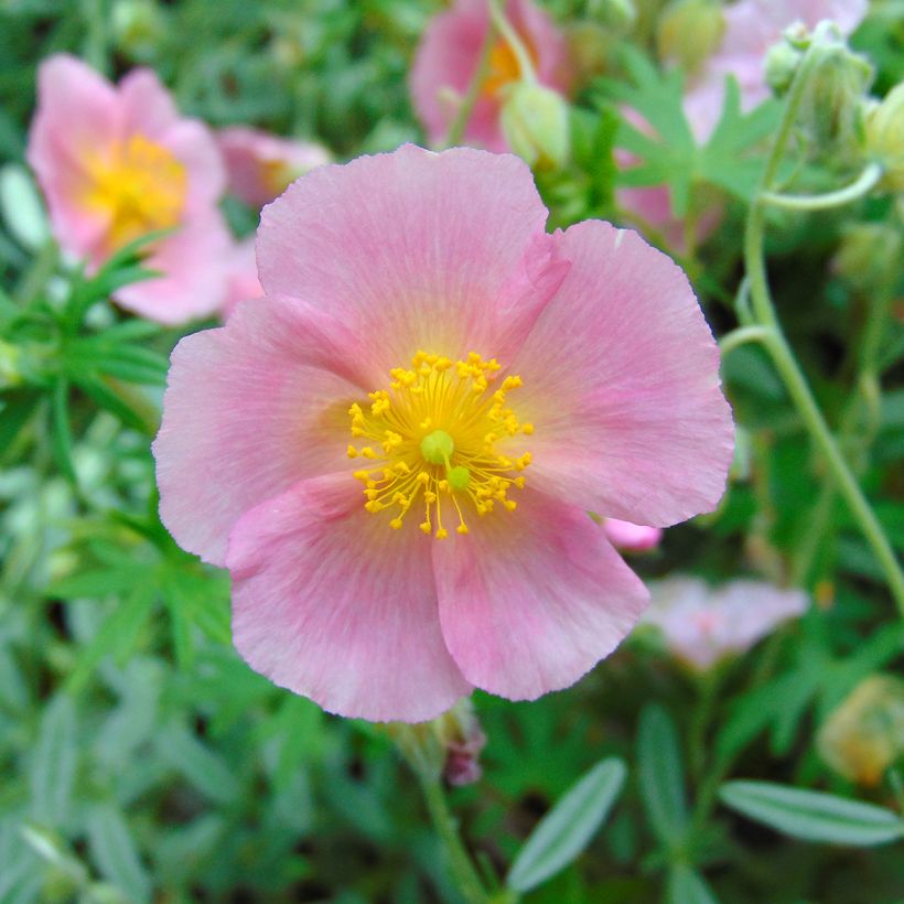 Sonnenröschen Rhodanthe Carneum - Helianthemum (Blüte)