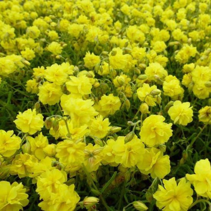 Sonnenröschen Sulphureum Plenum - Helianthemum (Blüte)