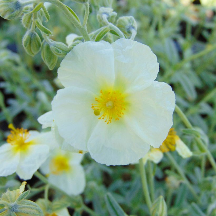 Sonnenröschen The Bride - Helianthemum (Blüte)