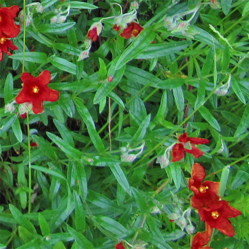 Sonnenröschen Tomato Red - Helianthemum (Laub)