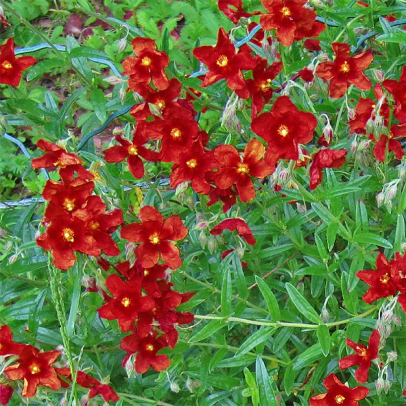 Sonnenröschen Tomato Red - Helianthemum (Blüte)