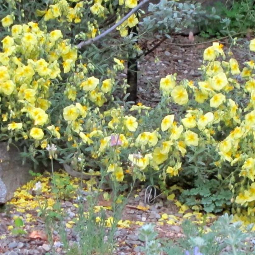 Sonnenröschen Wisley Primrose - Helianthemum (Hafen)