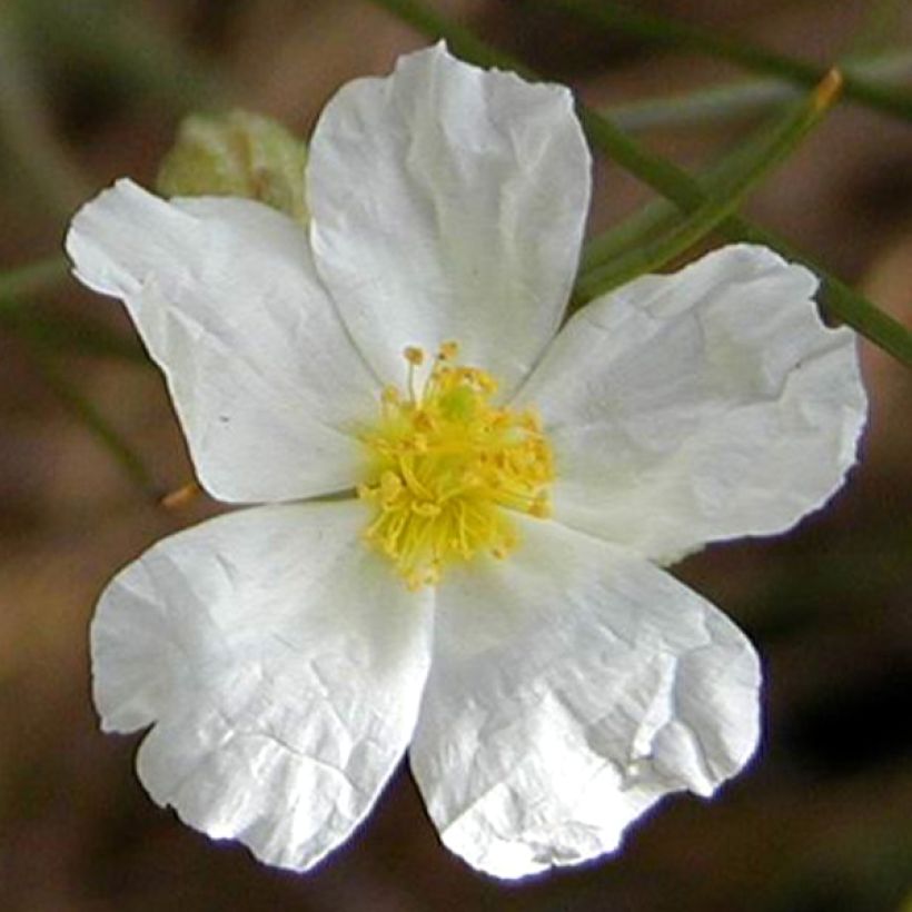 Helianthemum apenninum - Weißes Sonnenröschen (Blüte)