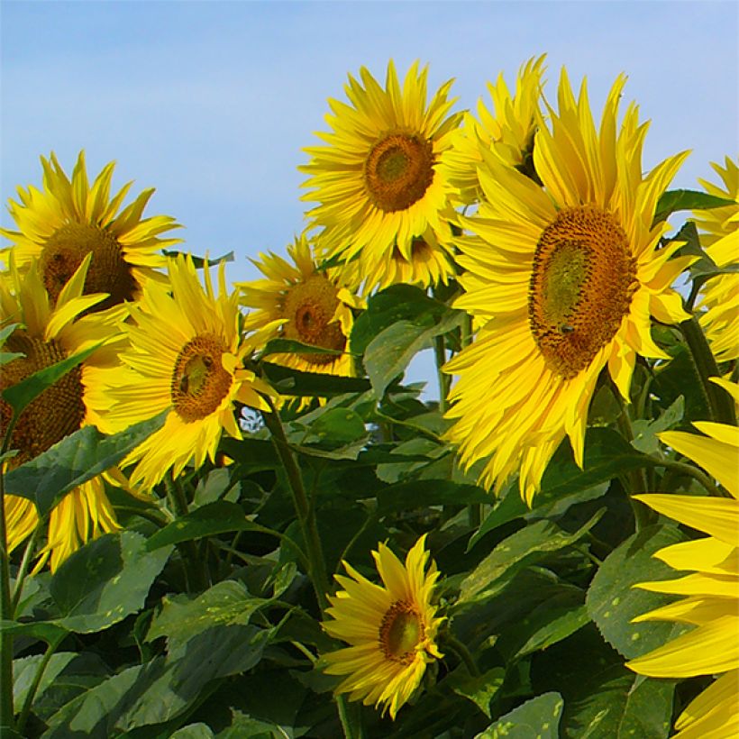 Gemeine Sonnenblume Valentine - Helianthus (Blüte)