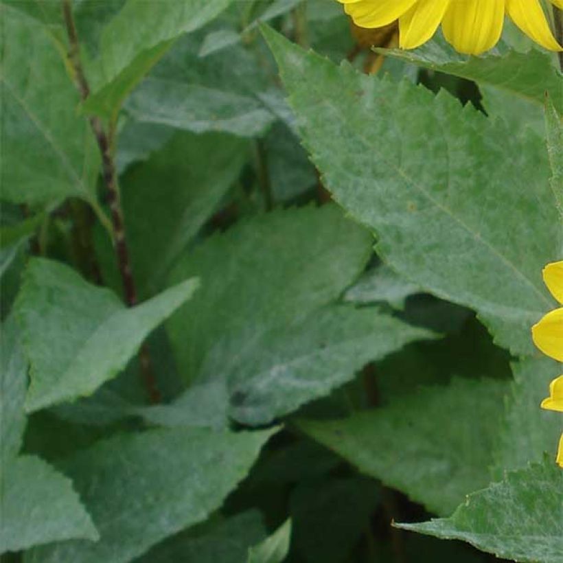 Helianthus decapetalus Capenoch Star - Zehnstrahlige Sonnenblume (Laub)