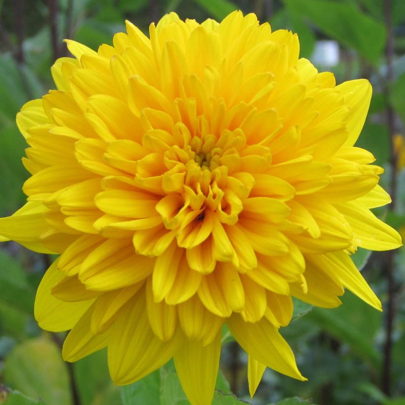 Helianthus decapetalus Plenus - Zehnstrahlige Sonnenblume (Blüte)