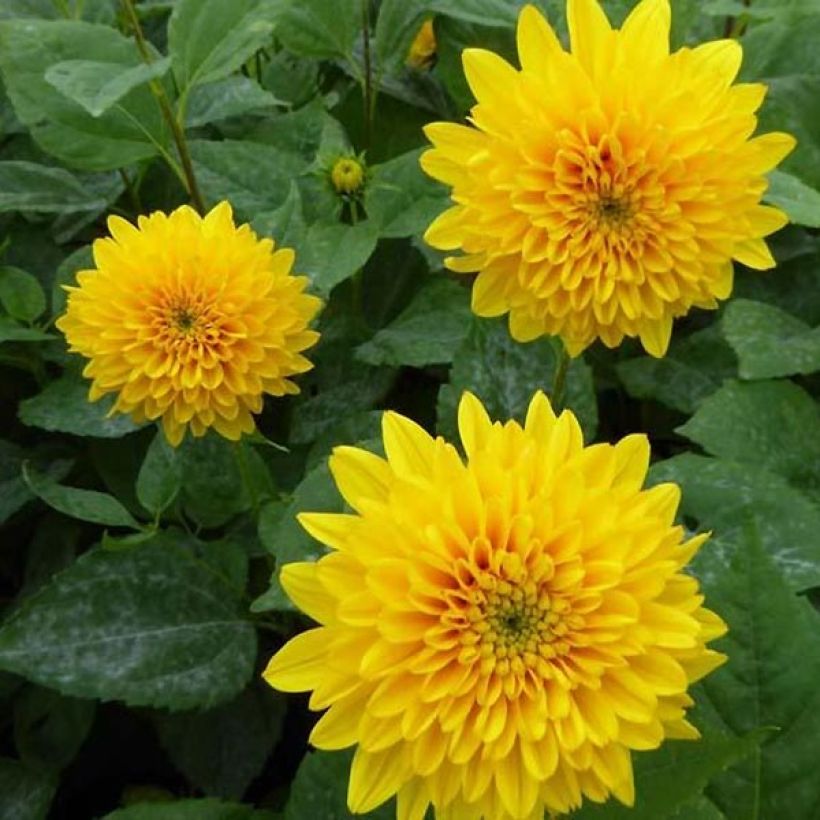 Helianthus decapetalus Soleil d'Or - Zehnstrahlige Sonnenblume (Blüte)