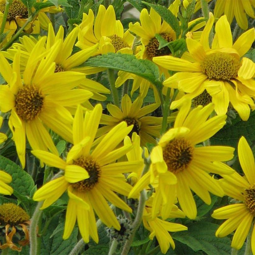 Helianthus mollis - Behaarte Sonnenblume (Blüte)