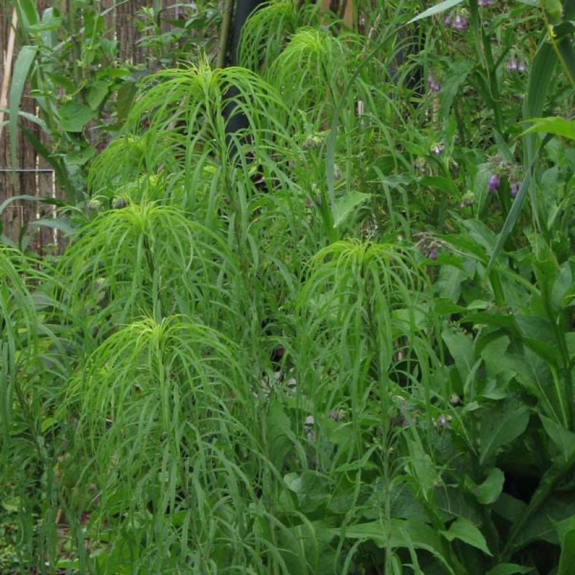 Helianthus salicifolius - Weidenblättrige Sonnenblume (Hafen)