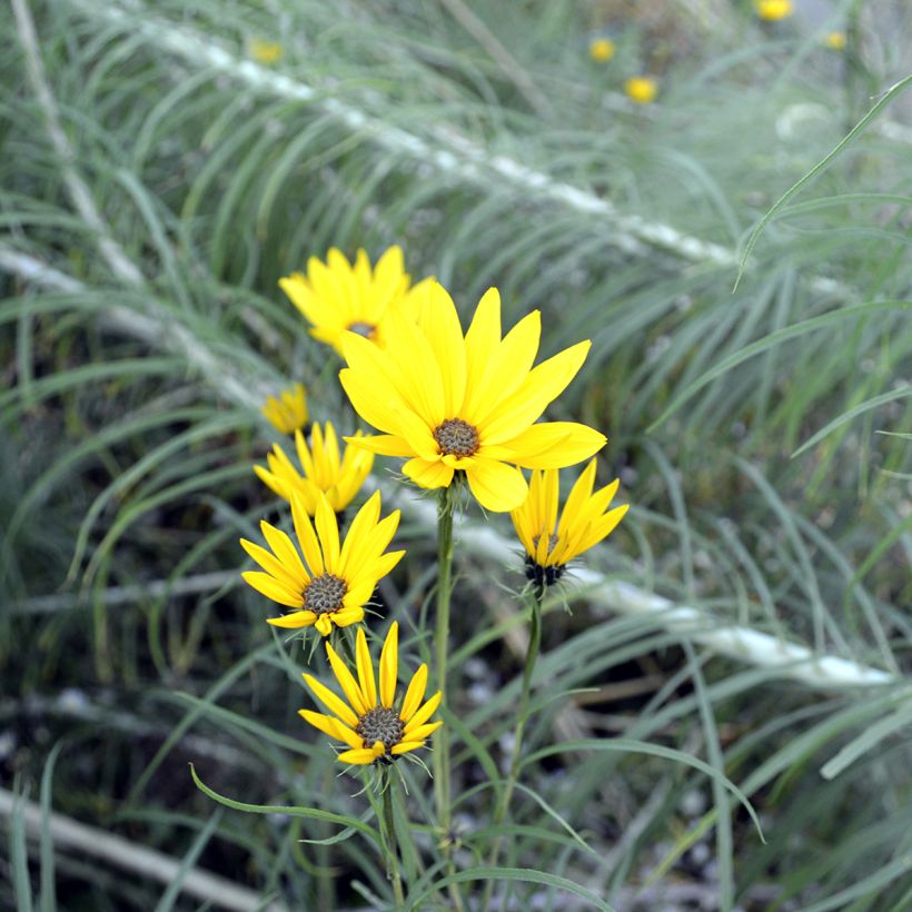 Helianthus salicifolius - Weidenblättrige Sonnenblume (Blüte)