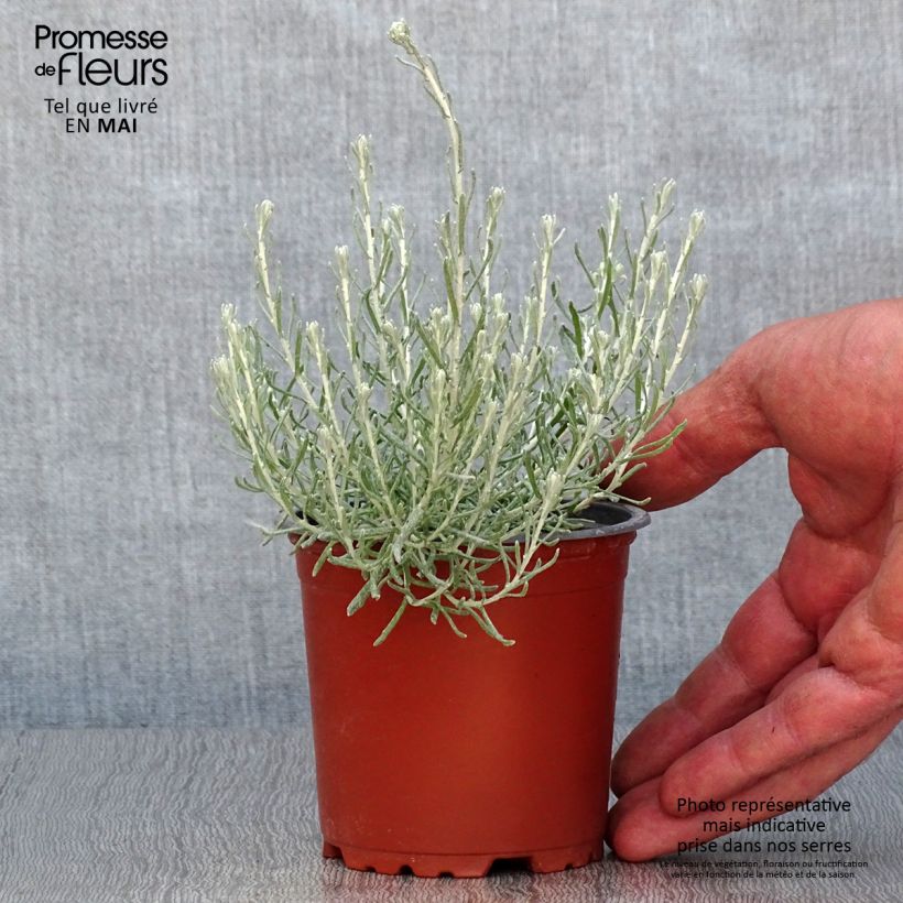 Exemplar von Helichrysum italicum - Plante-curry en plants Pot de 10-11Cm wie im Frühjahr geliefert