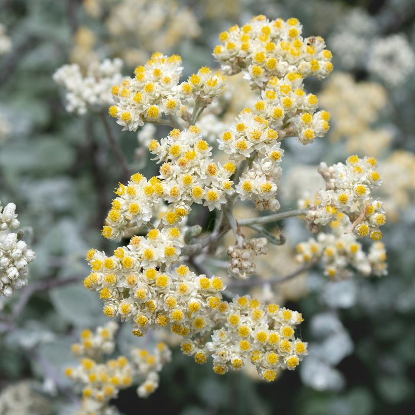 Helichrysum petiolare Silver - Strohblume (Blüte)