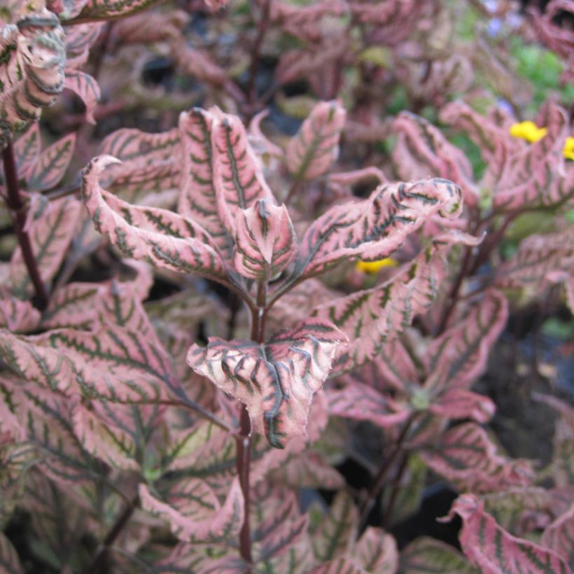 Heliopsis helianthoïdes var. scabra Summer Pink - Sonnenauge (Laub)