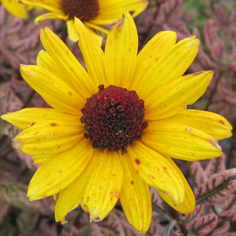 Heliopsis helianthoïdes var. scabra Summer Pink - Sonnenauge (Blüte)