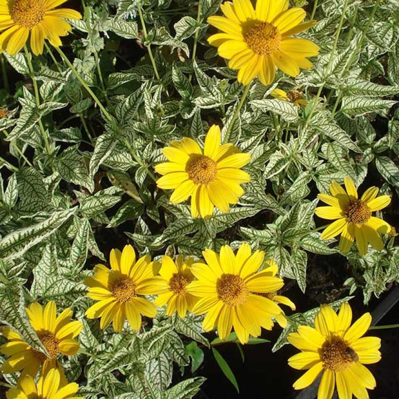 Heliopsis helianthoïdes Loraine Sunshine - Sonnenauge (Blüte)