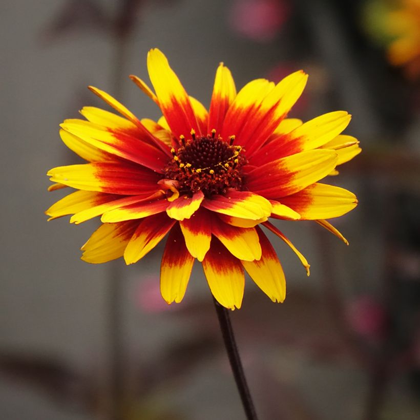 Heliopsis helianthoides Sparkling Contrast - Sonnenauge (Blüte)