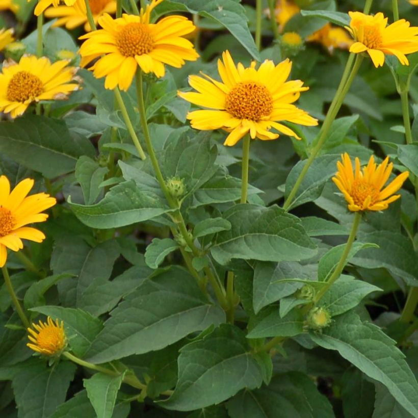 Heliopsis helianthoides Tuscan Sun - Sonnenauge (Laub)