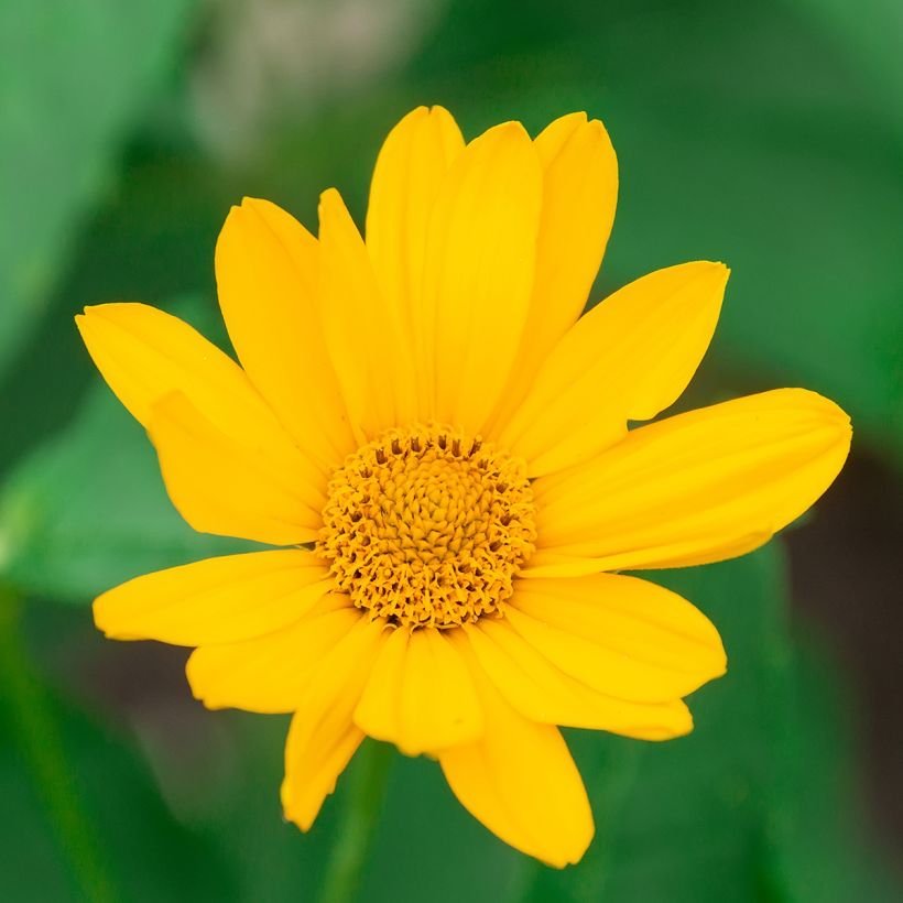 Heliopsis helianthoides Tuscan Sun - Sonnenauge (Blüte)