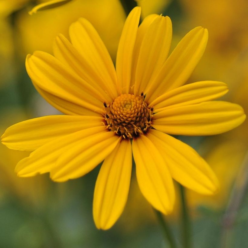 Heliopsis helianthoïdes var. scabra - Sonnenauge (Blüte)