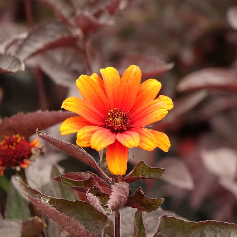 Heliopsis helianthoïdes var. scabra Fire Twister - Sonnenauge (Blüte)