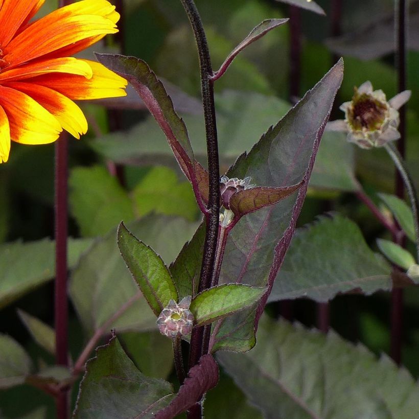 Heliopsis helianthoides var. scabra Burning Hearts - Sonnenauge (Laub)