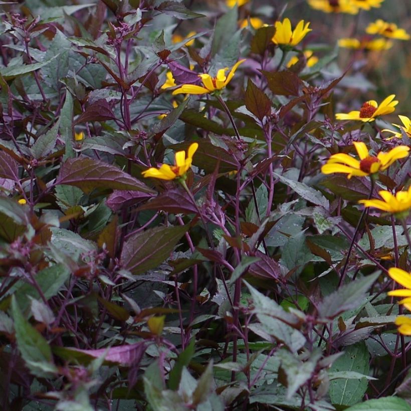 Heliopsis helianthoïdes var. scabra Summer Nights - Sonnenauge (Laub)