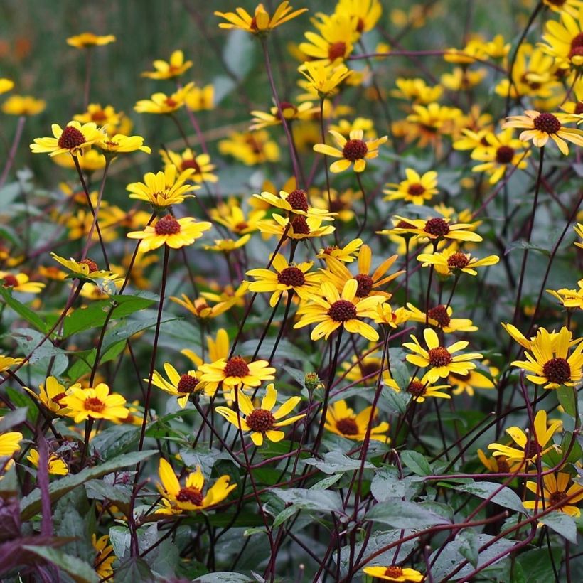 Heliopsis helianthoïdes var. scabra Summer Nights - Sonnenauge (Blüte)