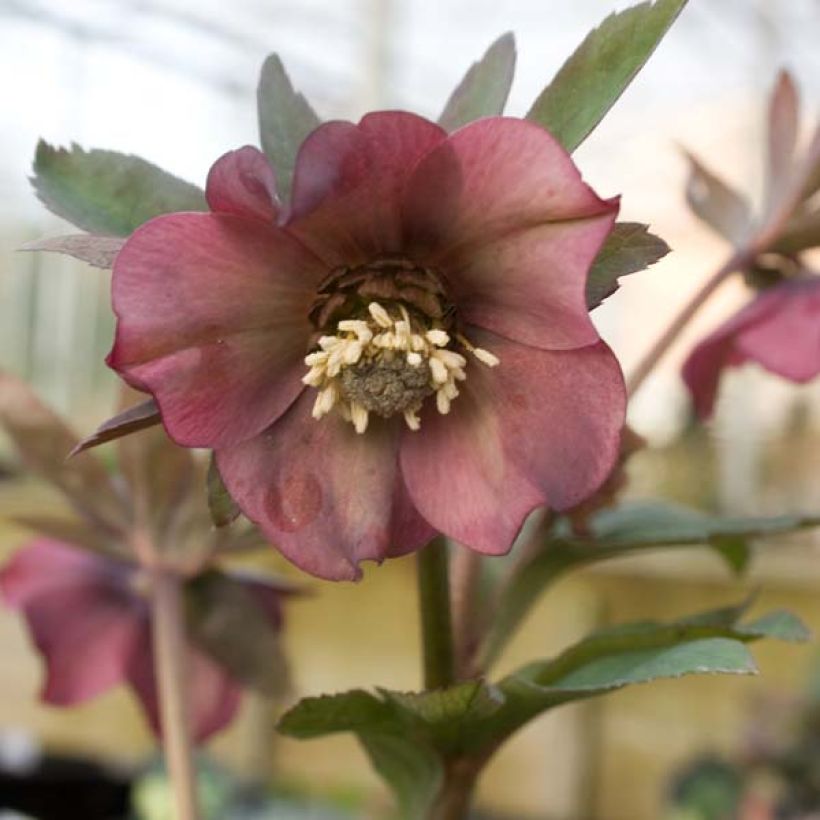 Helleborus orientalis subsp. abchasicus (Blüte)