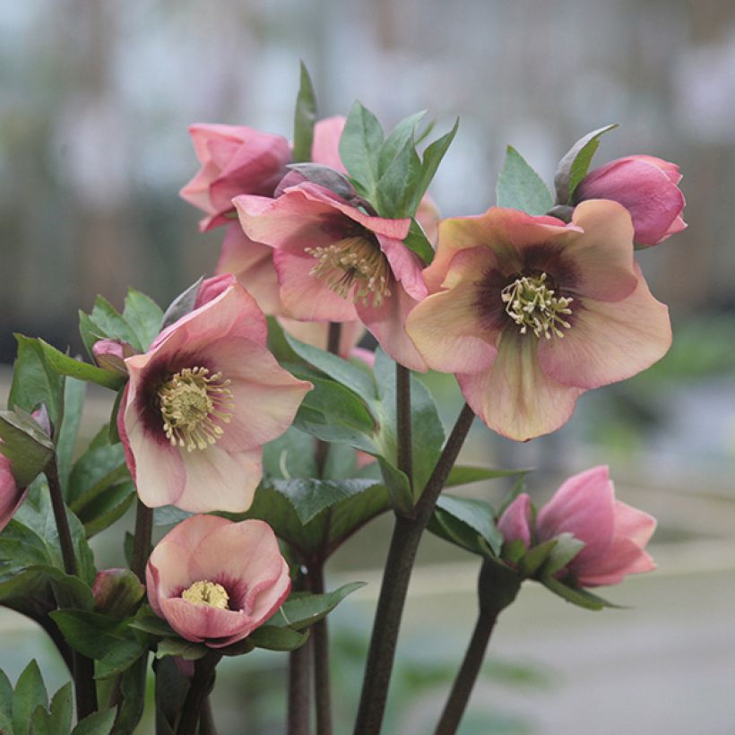 Helleborus orientalis Peach with Dark Center (Blüte)