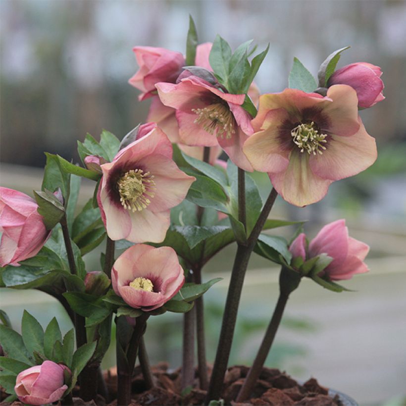 Helleborus orientalis Peach with Dark Center (Hafen)