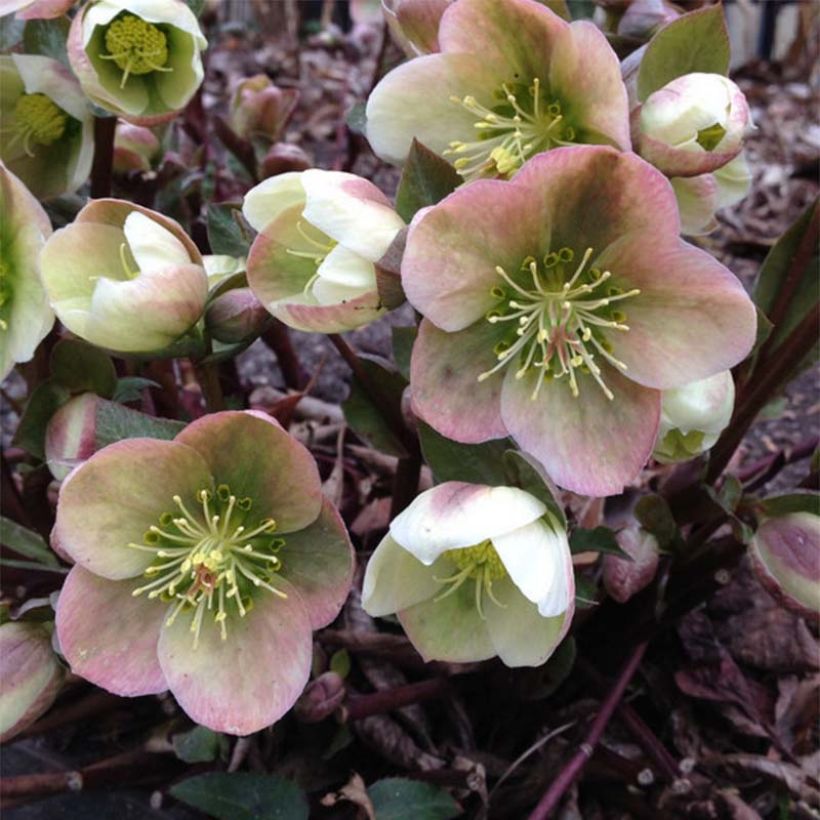 Helleborus ericsmithii (Blüte)