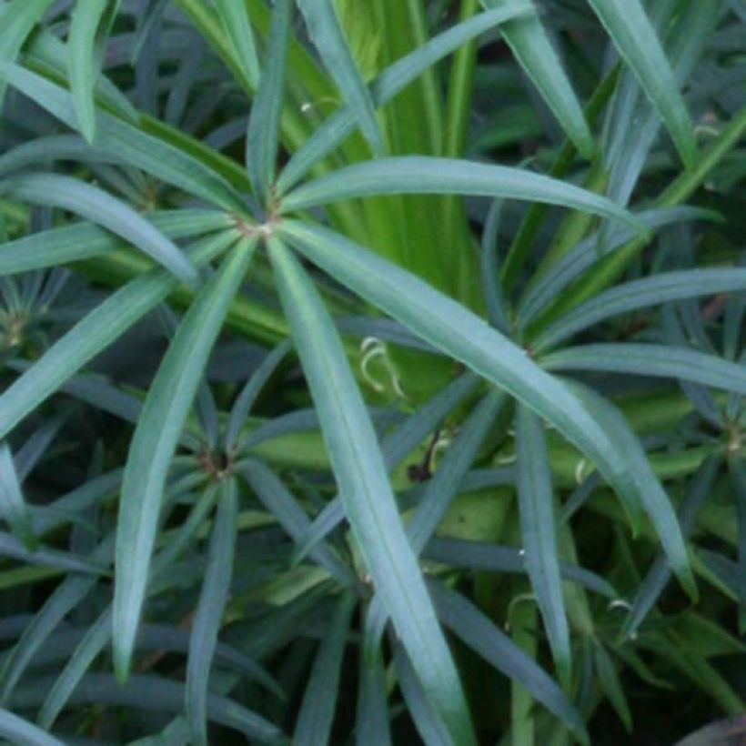 Helleborus foetidus (Laub)