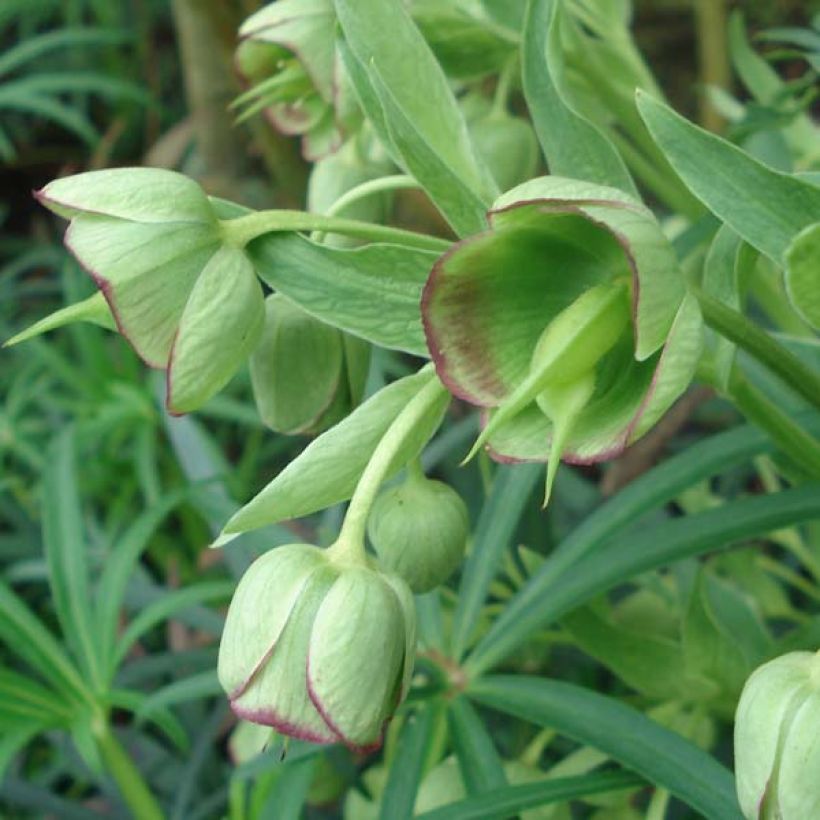 Helleborus foetidus (Blüte)