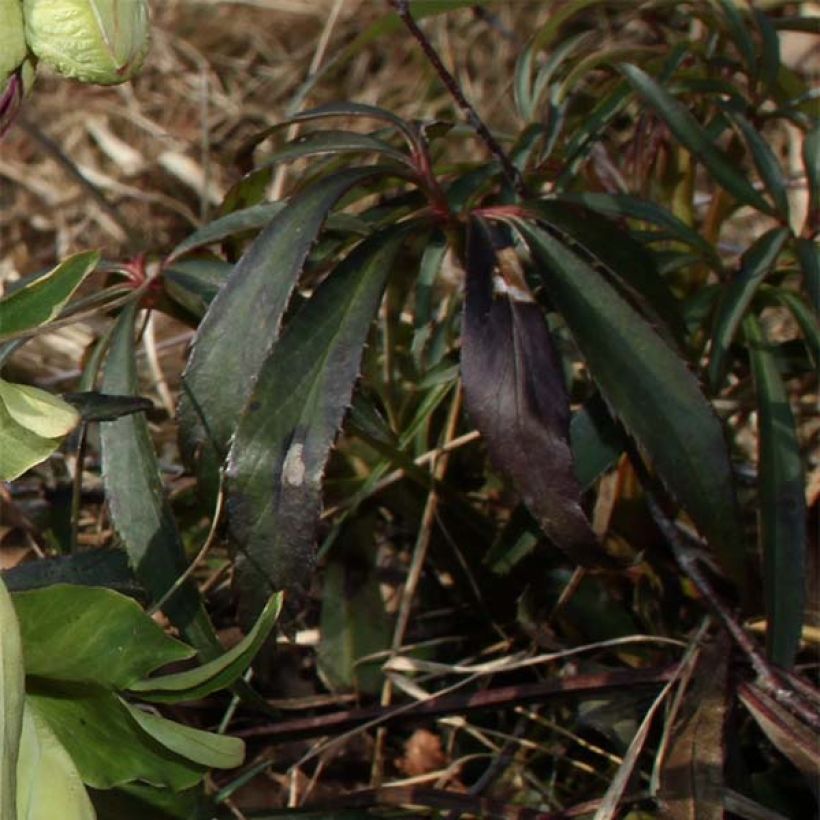 Helleborus foetidus Wester Flisk Group - Stinkende Nieswurz (Laub)