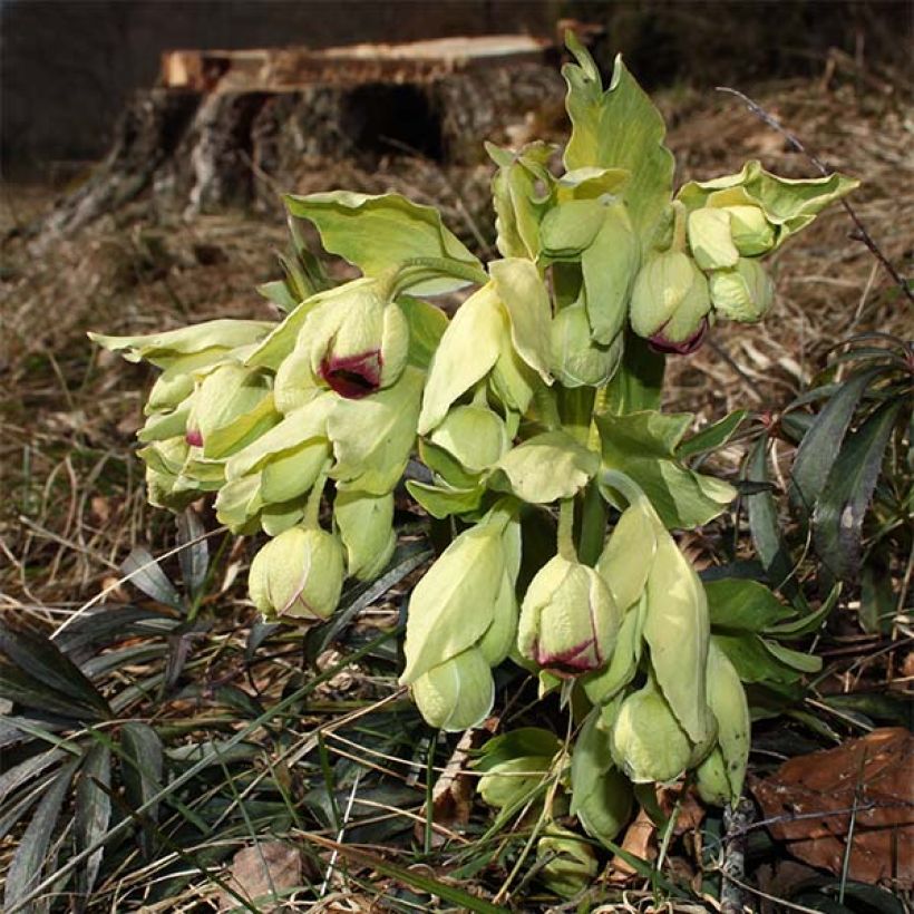 Helleborus foetidus Wester Flisk Group - Stinkende Nieswurz (Blüte)