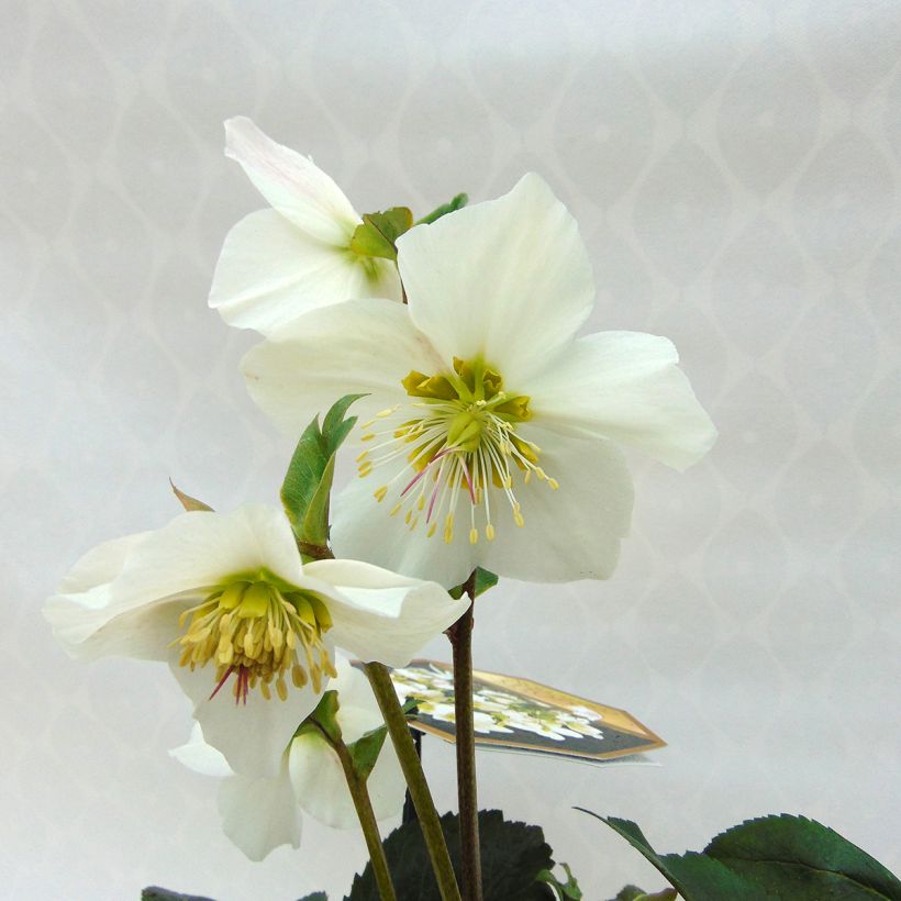 Helleborus lemonnieriae HGC Paradenia (Blüte)