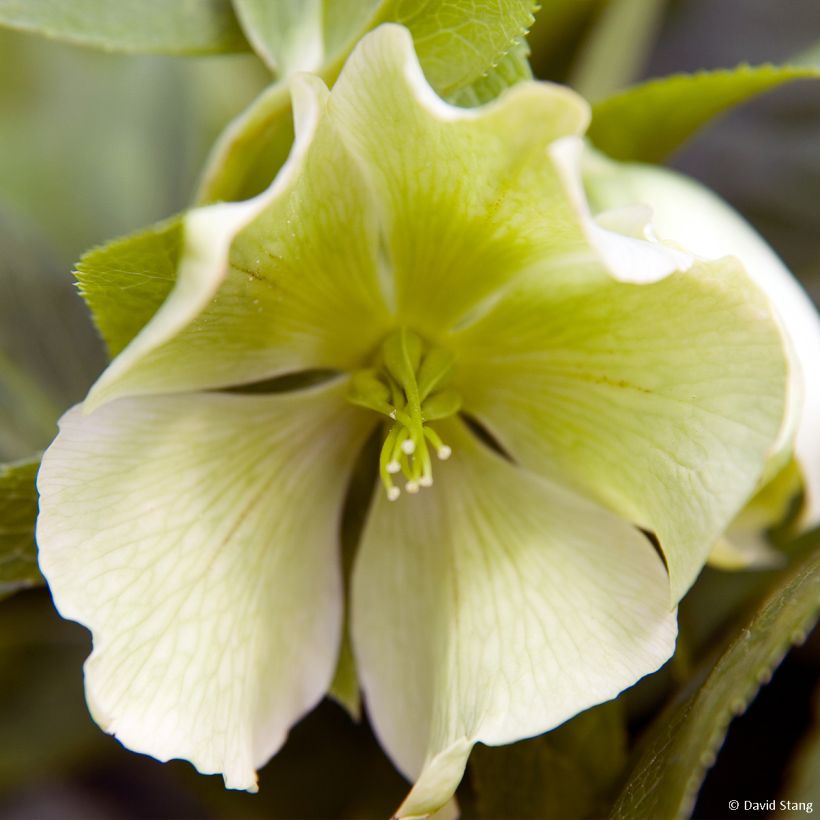 Helleborus orientalis Yellow Lady (Blüte)