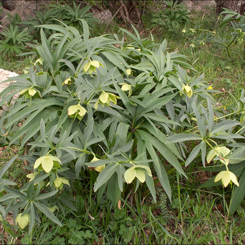 Helleborus multifidus - Geteiltblättrige Nieswurz (Hafen)