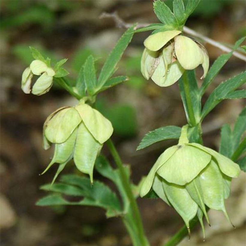 Helleborus multifidus ssp. bocconei (Blüte)