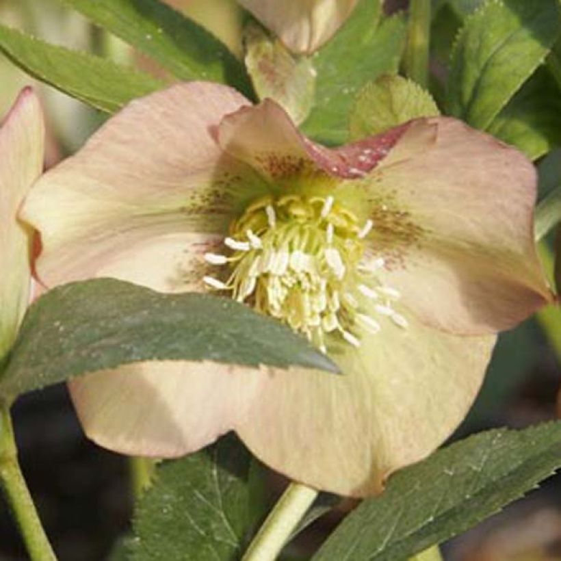 Helleborus nigercors Candy Love (Blüte)